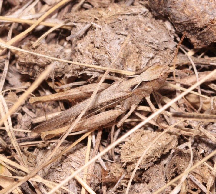 Chorthippus (Glyptobothrus) (subgenus)