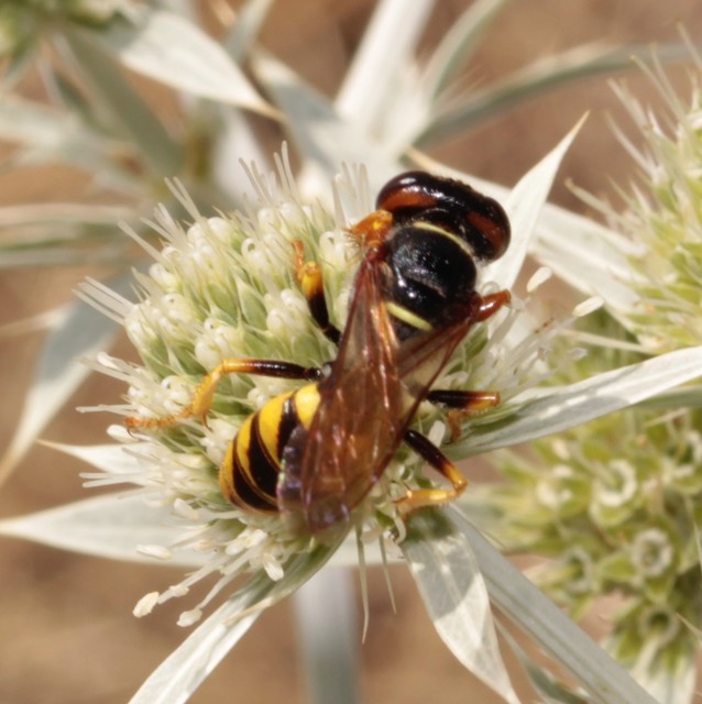 Philanthus triangulum - közönséges méhfarkas