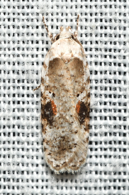 Agonopterix alstromeriana - bürök-laposmoly