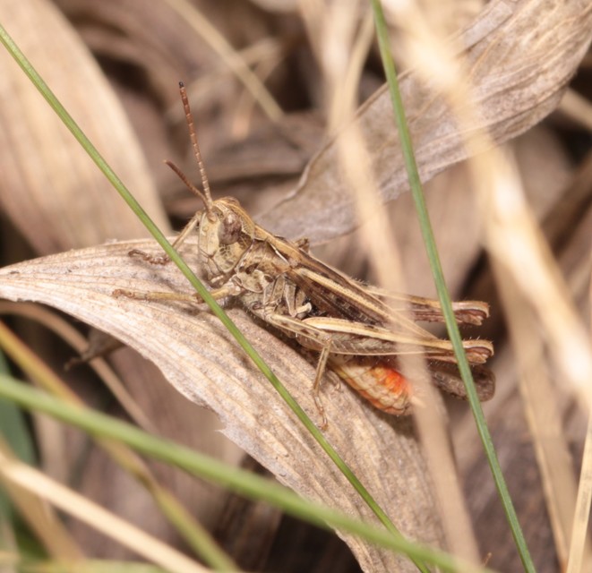 Chorthippus brunneus - közönséges tarlósáska
