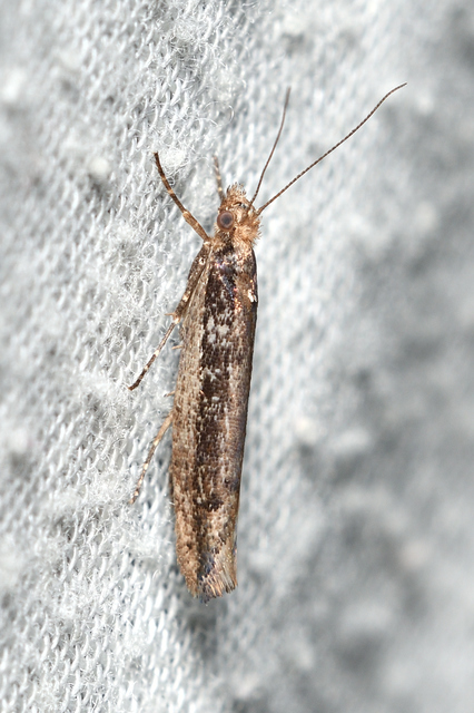 Ypsolopha ustella - csíkos tarkamoly