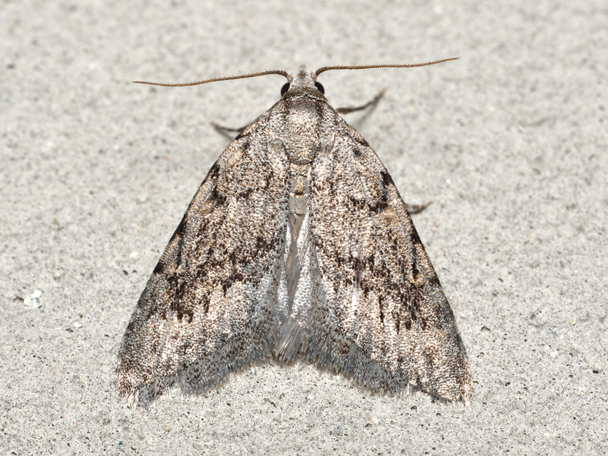 Nola cicatricalis - szürke pamacsosszövő