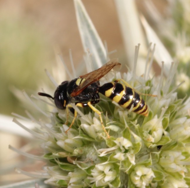 Philanthus triangulum - közönséges méhfarkas