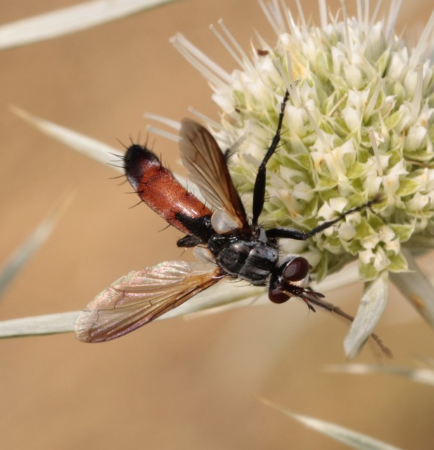 Cylindromyia