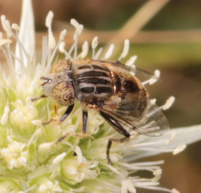 Eristalinus aeneus - bronzos foltosszeműlégy
