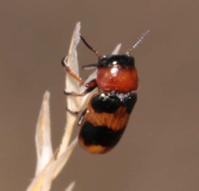 Coptocephala unifasciata - sárgalábú hullóbogár
