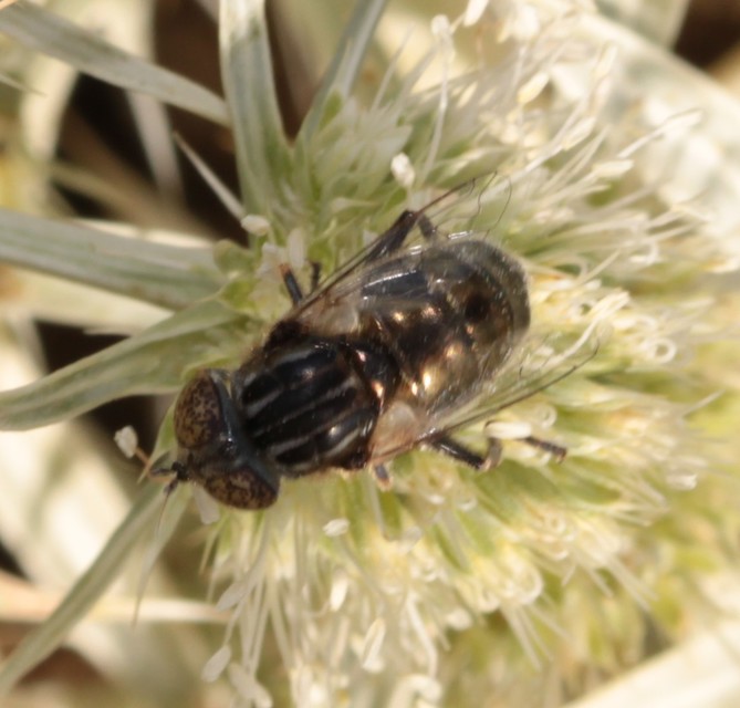 Eristalinus