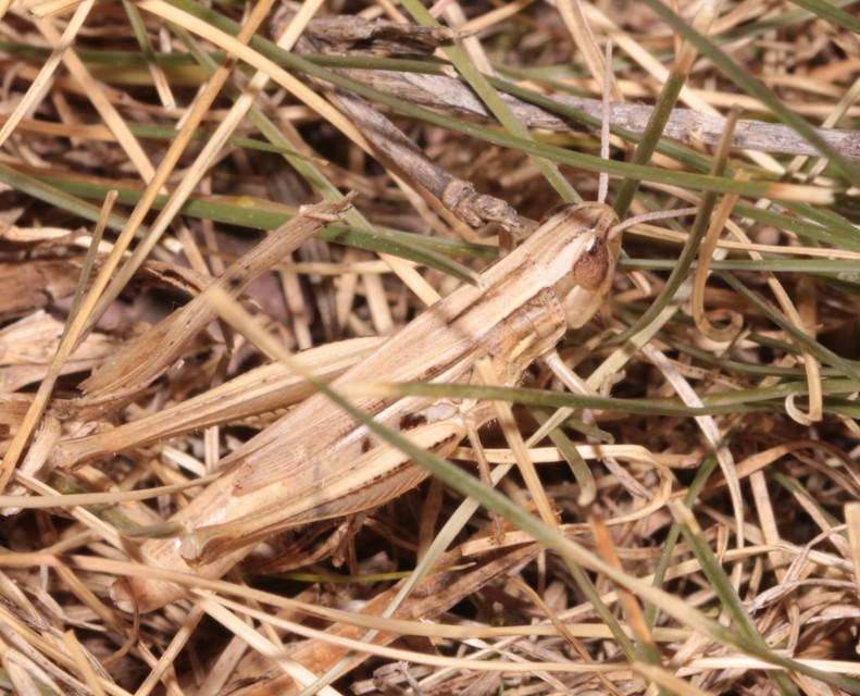 Euchorthippus declivus - rövidszárnyú rétisáska