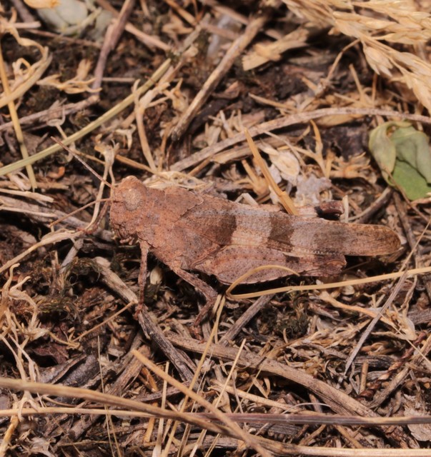 Oedipoda caerulescens - kékszárnyú sáska