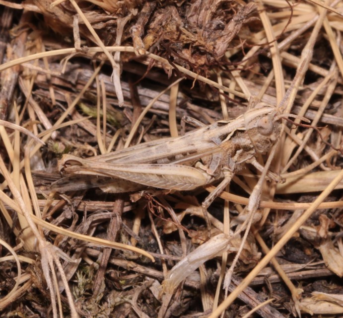 Omocestus minutus - apró tarlósáska