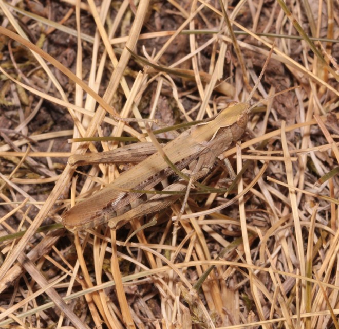 Chorthippus (Glyptobothrus) (subgenus)