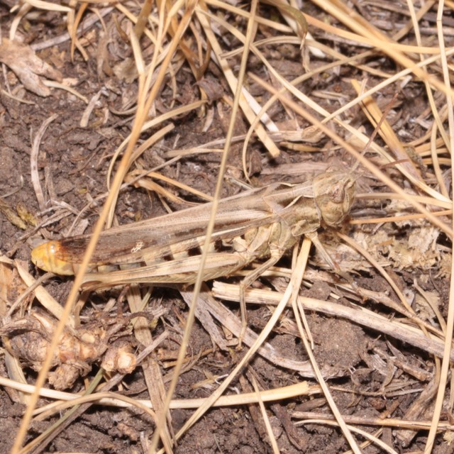Chorthippus (Glyptobothrus) (subgenus)