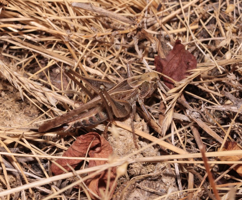 Platycleis affinis - púposhasú rétiszöcske