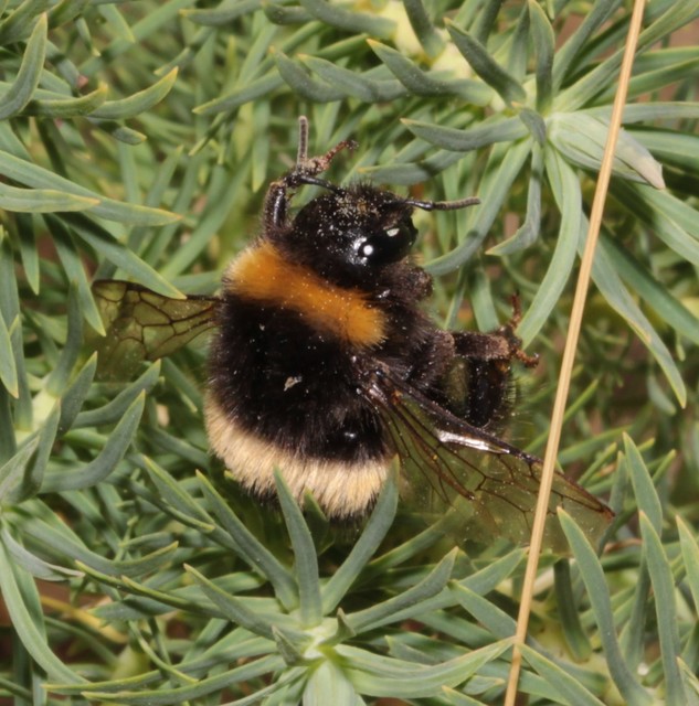 Bombus - poszméhek