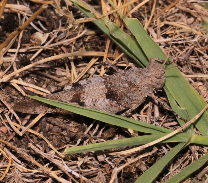 Oedipoda caerulescens - kékszárnyú sáska