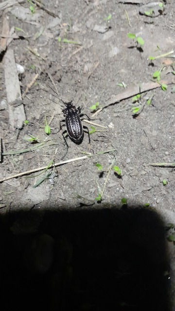 Carabus granulatus - mezei futrinka