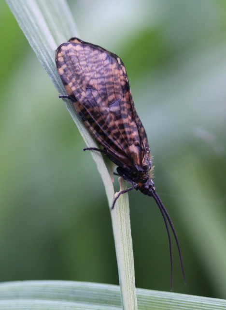Oligostomis reticulata