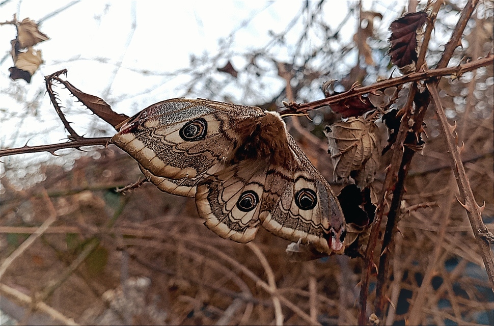Saturnia pavoniella/pavonia