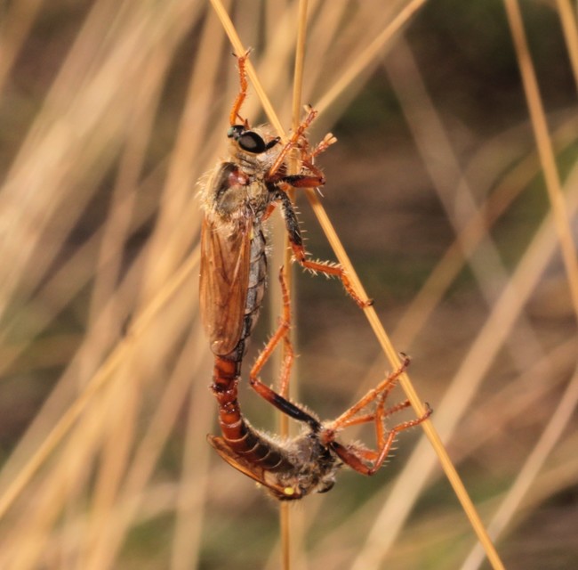 Stenopogon sabaudus