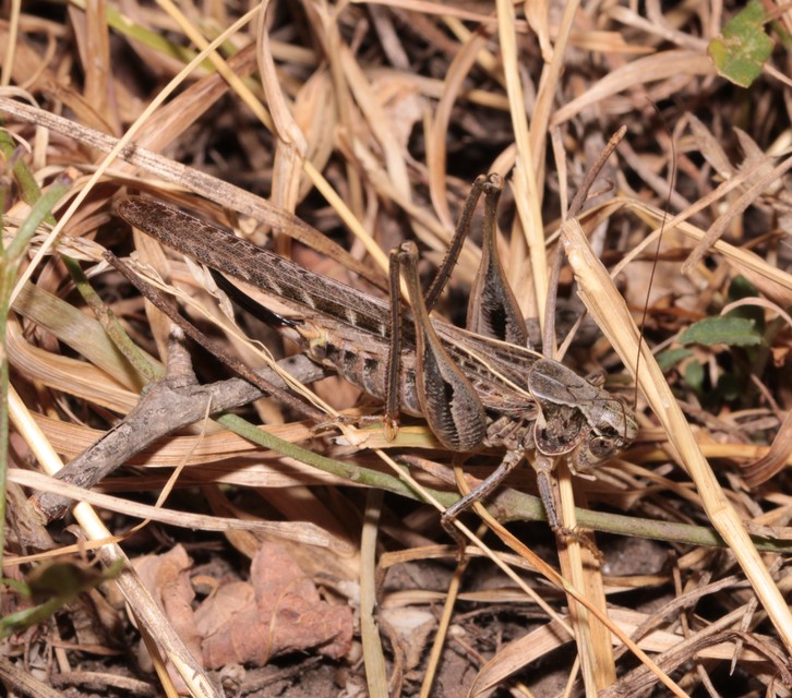 Platycleis affinis - púposhasú rétiszöcske