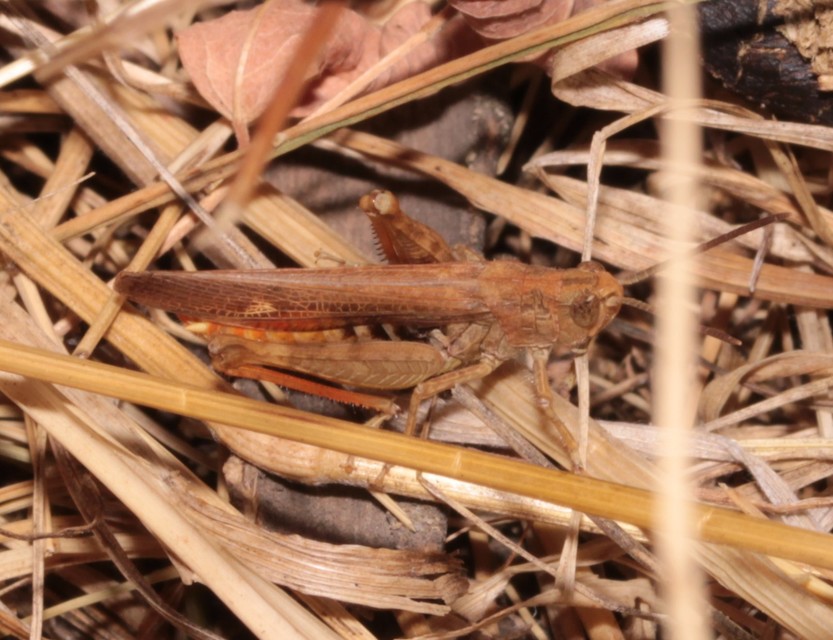 Chorthippus brunneus - közönséges tarlósáska