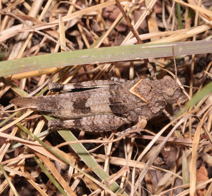 Oedipoda caerulescens - kékszárnyú sáska