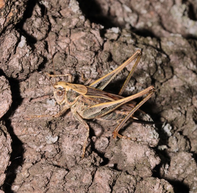 Platycleis affinis - púposhasú rétiszöcske