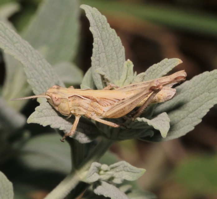 Chorthippus (Glyptobothrus) (subgenus)