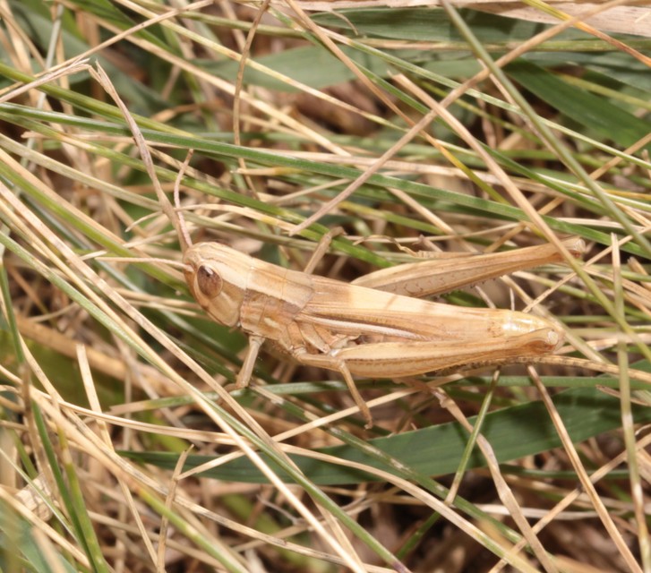Euchorthippus declivus - rövidszárnyú rétisáska