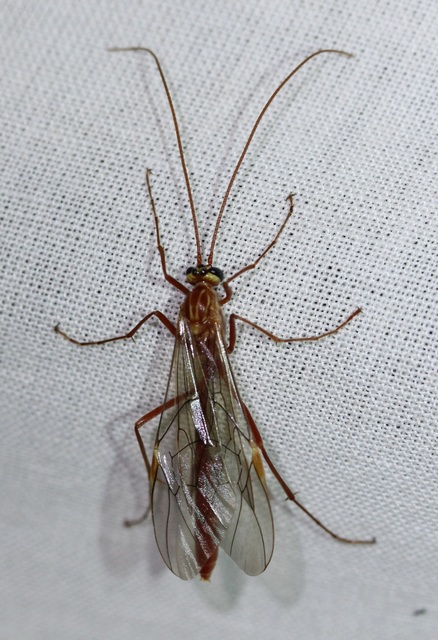 Ophion obscuratus