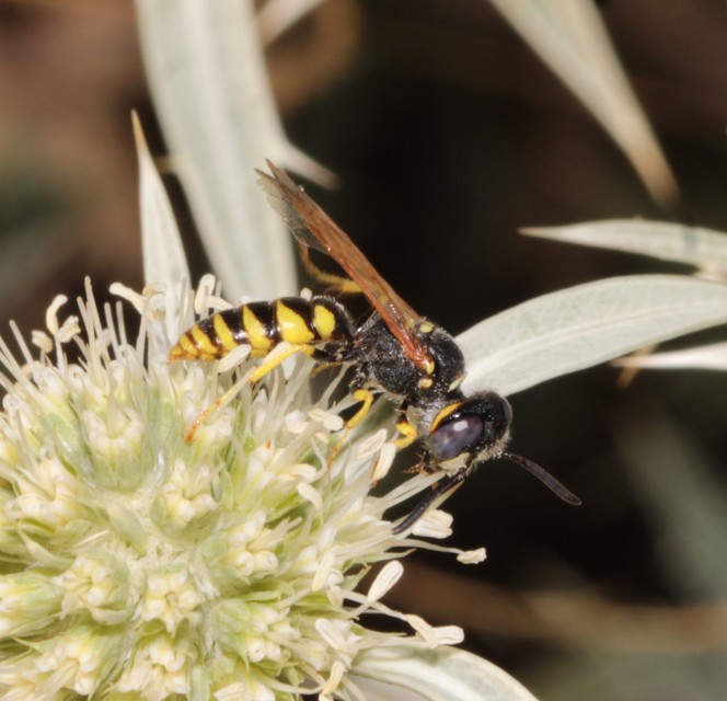 Philanthus triangulum - közönséges méhfarkas