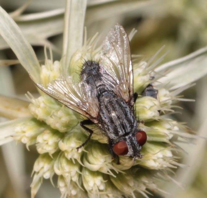 Sarcophagidae - húslégyfélék