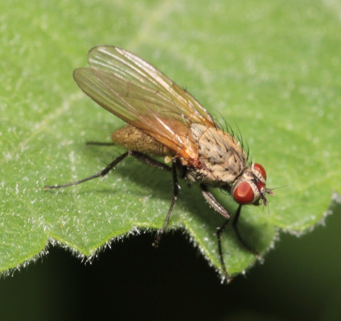 Anthomyiidae - viráglegyek