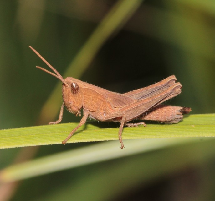 Chorthippus (Chorthippus) (subgenus)