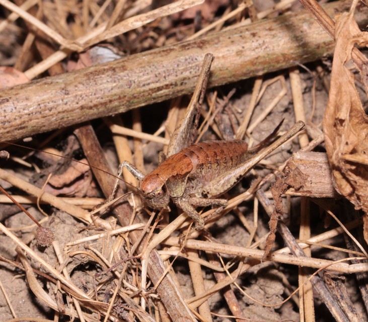 Pholidoptera griseoaptera - szürke avarszöcske