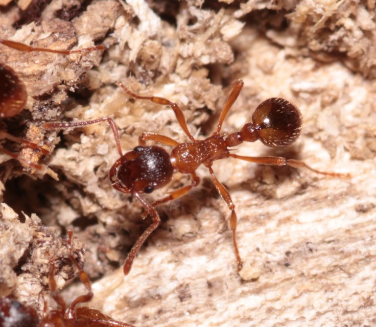 Myrmica rubra - közönséges bütyköshangya