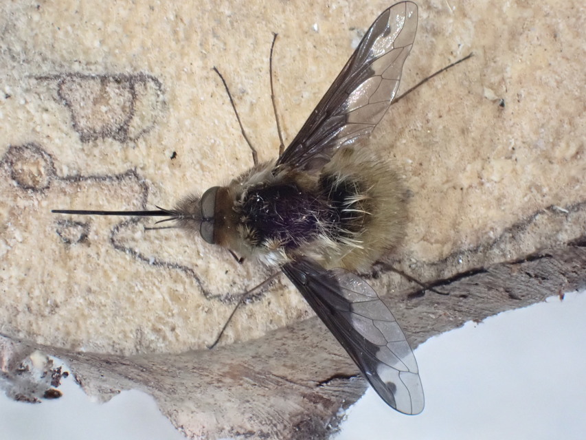 Bombylius major - szegélyes pöszörlégy