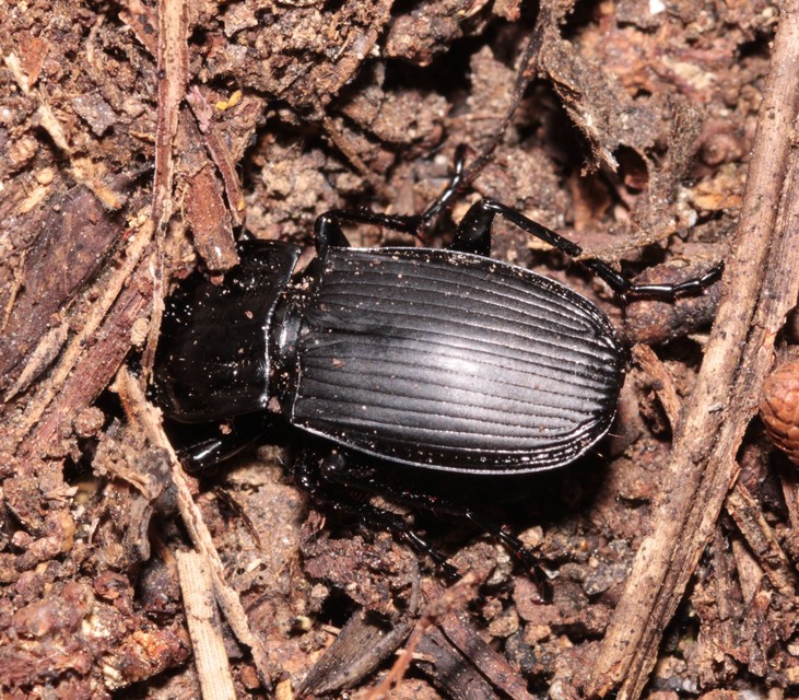 Abax parallelepipedus - félbordás szélesfutó