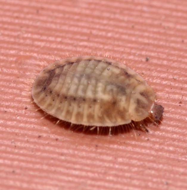 Platynaspis luteorubra - négypettyes szerecsenkata