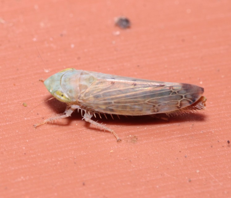 Synophropsis lauri