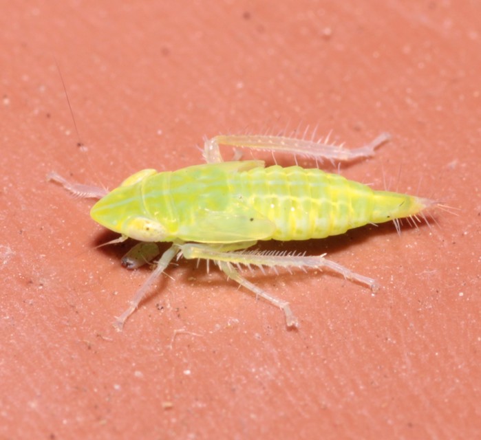 Synophropsis lauri