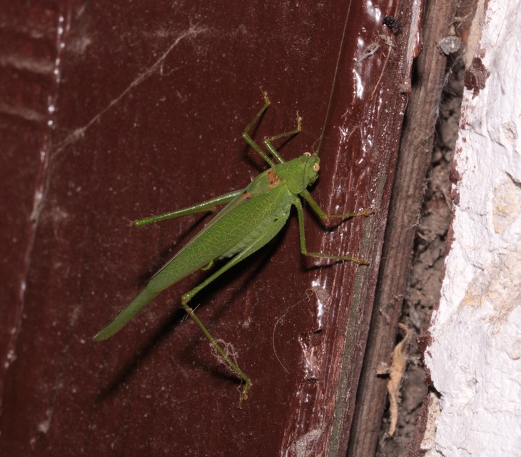 Phaneroptera nana - pontozott repülőszöcske