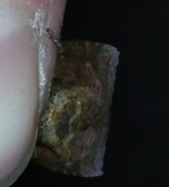 Conistra ligula - hegyesszárnyú őszibagoly