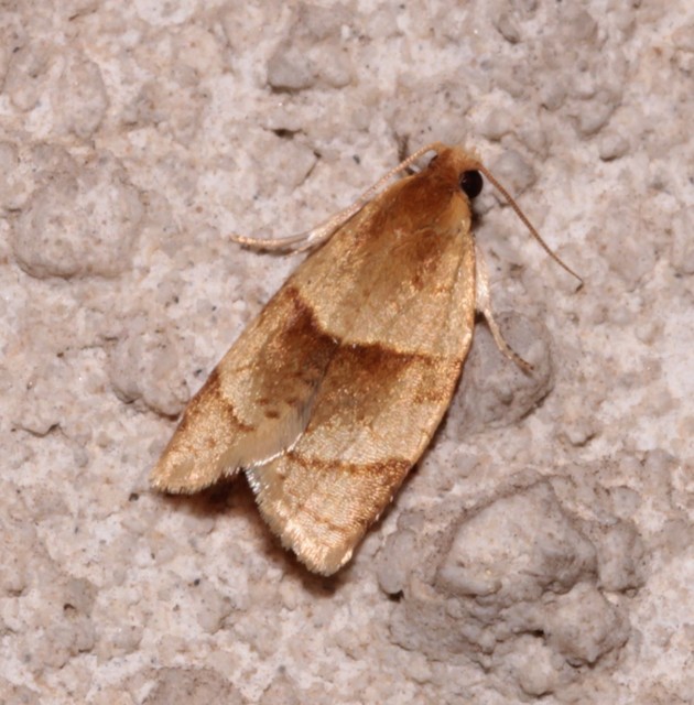 Clepsis rurinana - fakó sodrómoly