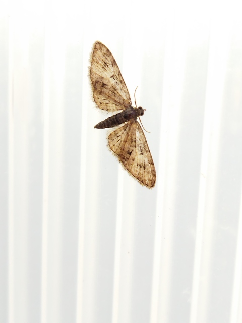 Eupithecia abbreviata - korai törpearaszoló