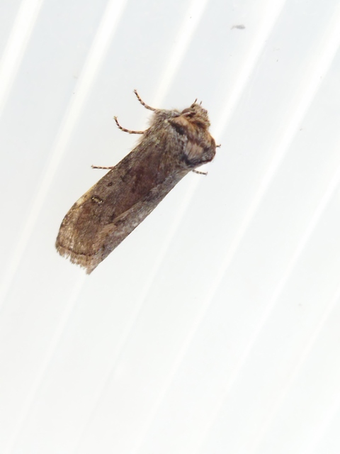 Asphalia ruficollis - vörösnyakú pihésszövő
