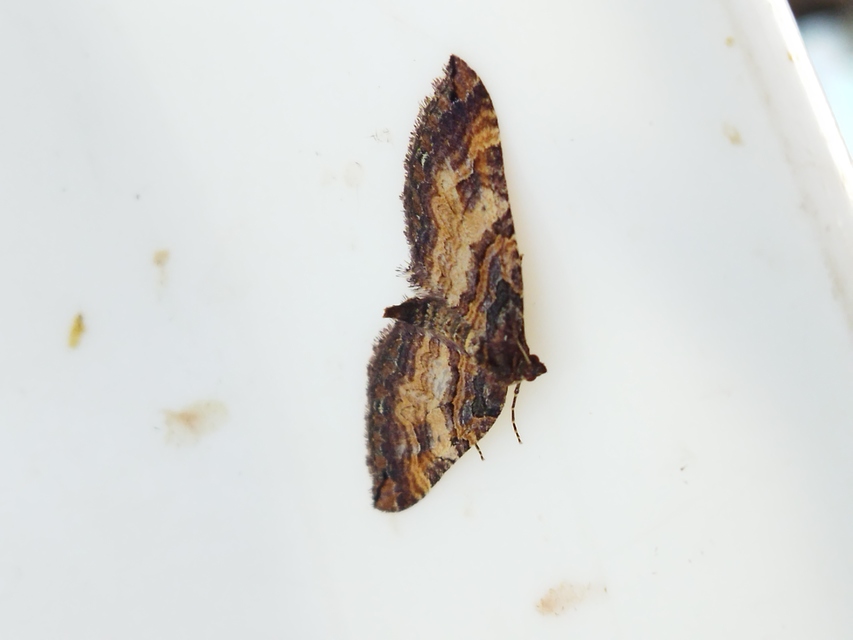 Earophila badiata - csipkerózsa-araszoló