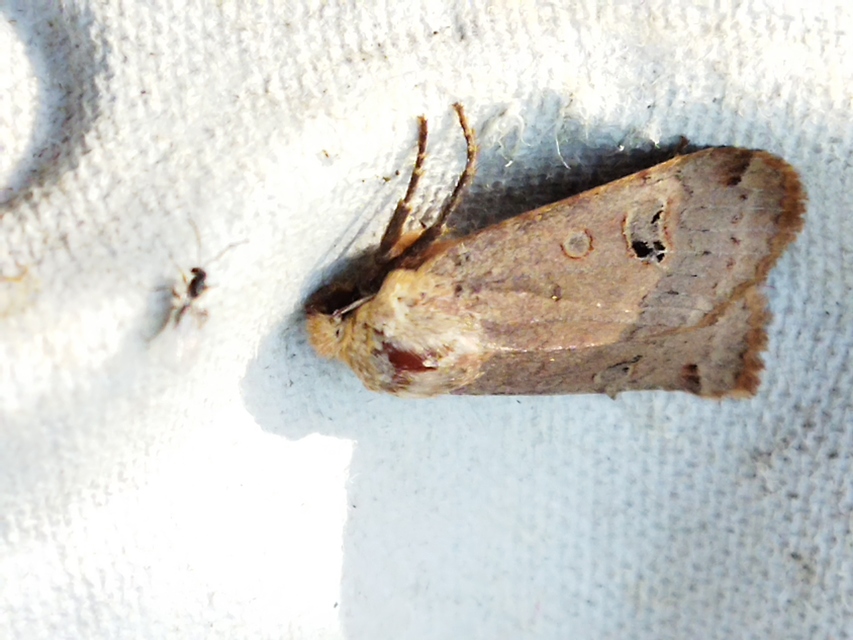 Conistra erythrocephala - vörösfejű őszibagoly