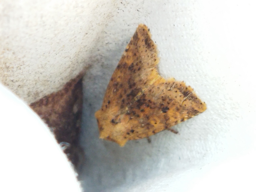 Conistra rubiginea - vörös őszibagoly