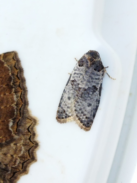 Pseudeulia asinana - korai sodrómoly
